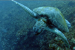 sea turtle